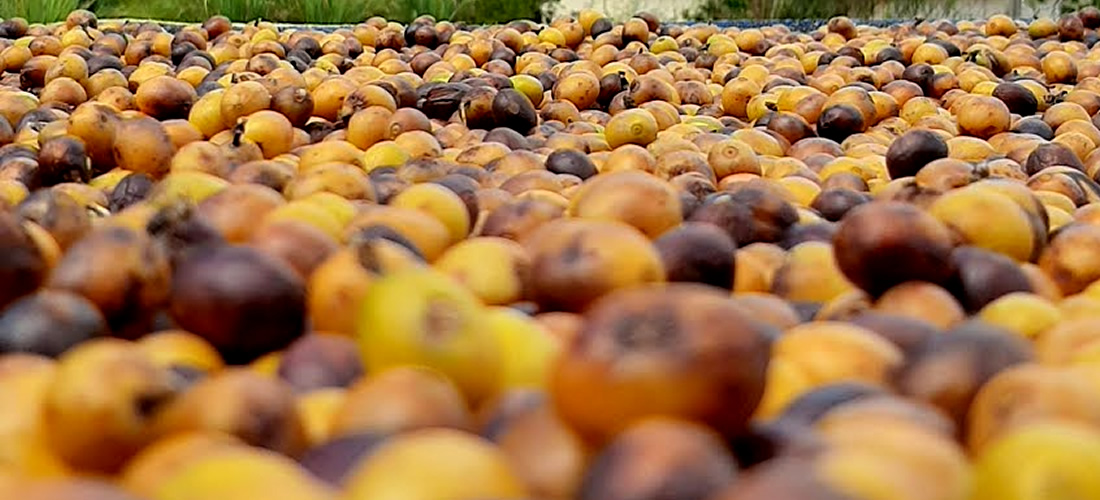 Secagem natural